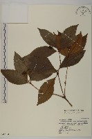 草珊瑚、紅果金粟蘭藏品圖，第1張