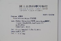 琉球黃楊藏品圖，第2張