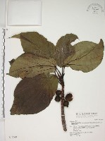 蘭嶼落葉榕藏品圖，第1張