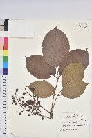 茄苳、重陽木藏品圖，第1張