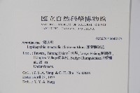 卵葉鱗球花藏品圖，第2張