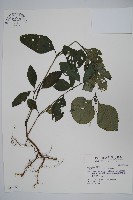 針刺草藏品圖，第1張