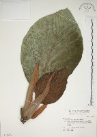 麵包樹藏品圖，第1張