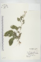 裂葉艾納香藏品圖，第1張