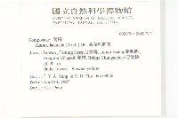 裂葉艾納香藏品圖，第2張