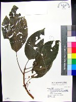 三脈紫麻藏品圖，第1張