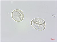 瘤冠麻藏品圖，第1張