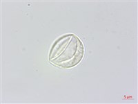 瘤冠麻藏品圖，第2張