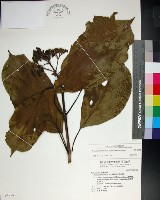 臭娘子藏品圖，第1張