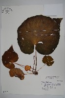 蘭嶼秋海棠藏品圖，第1張