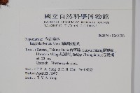 蘭嶼秋海棠藏品圖，第2張