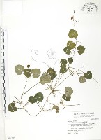 苞花蔓藏品圖，第1張