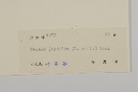 小苦瓜藏品圖，第3張