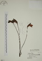 野菰藏品圖，第1張
