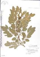 尖葉木藍藏品圖，第1張