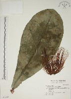 棋盤腳樹藏品圖，第1張