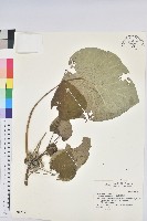 圓葉血桐藏品圖，第1張