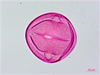 長果月橘藏品圖，第2張