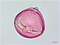 長果月橘藏品圖，第3張