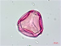 長果月橘藏品圖，第4張