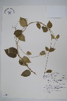 光葉鷗蔓藏品圖，第1張