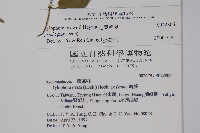 光葉鷗蔓藏品圖，第2張