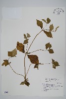 假川牛膝藏品圖，第1張