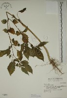 燈籠草藏品圖，第1張