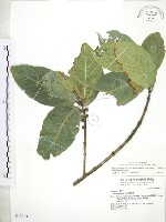 對葉榕藏品圖，第1張