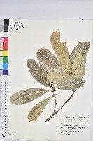 蘭嶼土沉香藏品圖，第1張