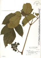 火筒樹藏品圖，第1張