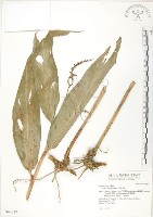 呂宋月桃藏品圖，第1張