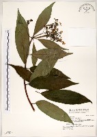 華八仙藏品圖，第1張