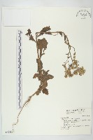 裂葉艾納香藏品圖，第1張