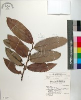 毛柿藏品圖，第1張