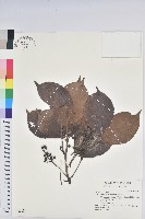 茄苳、重陽木藏品圖，第1張