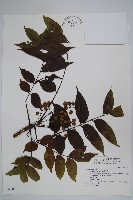 木蠟樹、山漆藏品圖，第1張