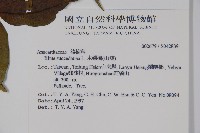 木蠟樹、山漆藏品圖，第2張