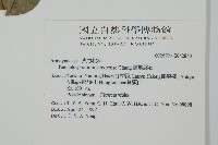 蘭嶼絡石藏品圖，第2張