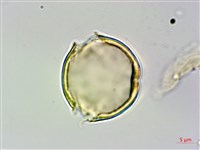 柿葉野櫻、蘭嶼野櫻花藏品圖，第2張