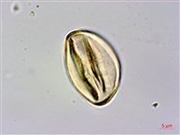 柿葉野櫻、蘭嶼野櫻花藏品圖，第3張