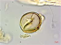 柿葉野櫻、蘭嶼野櫻花藏品圖，第4張