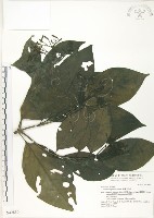錫蘭玉心花藏品圖，第1張