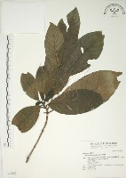 山黃梔藏品圖，第1張