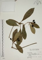 蘭嶼海桐藏品圖，第1張