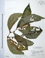 食用樓梯草藏品圖，第1張