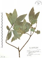 對葉榕藏品圖，第1張