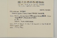 草珊瑚、紅果金粟蘭藏品圖，第2張