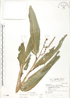 呂宋月桃藏品圖，第1張