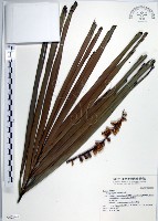 山棕藏品圖，第1張